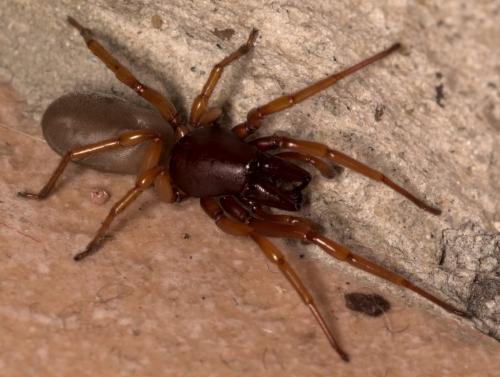 Réf. 322 303 : Dysdera crocata